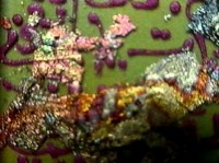 Thumbs/tn_cosmos des signes 2.jpg